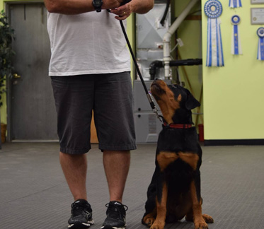 dog training with master