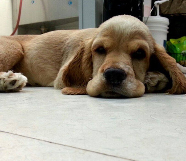 puppy laying down