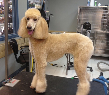 dog with hair cut