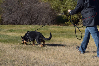 Dog learning tracking